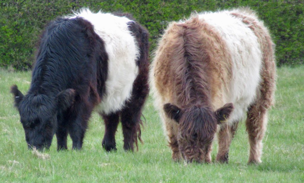Belted Galloways on the Town Moor