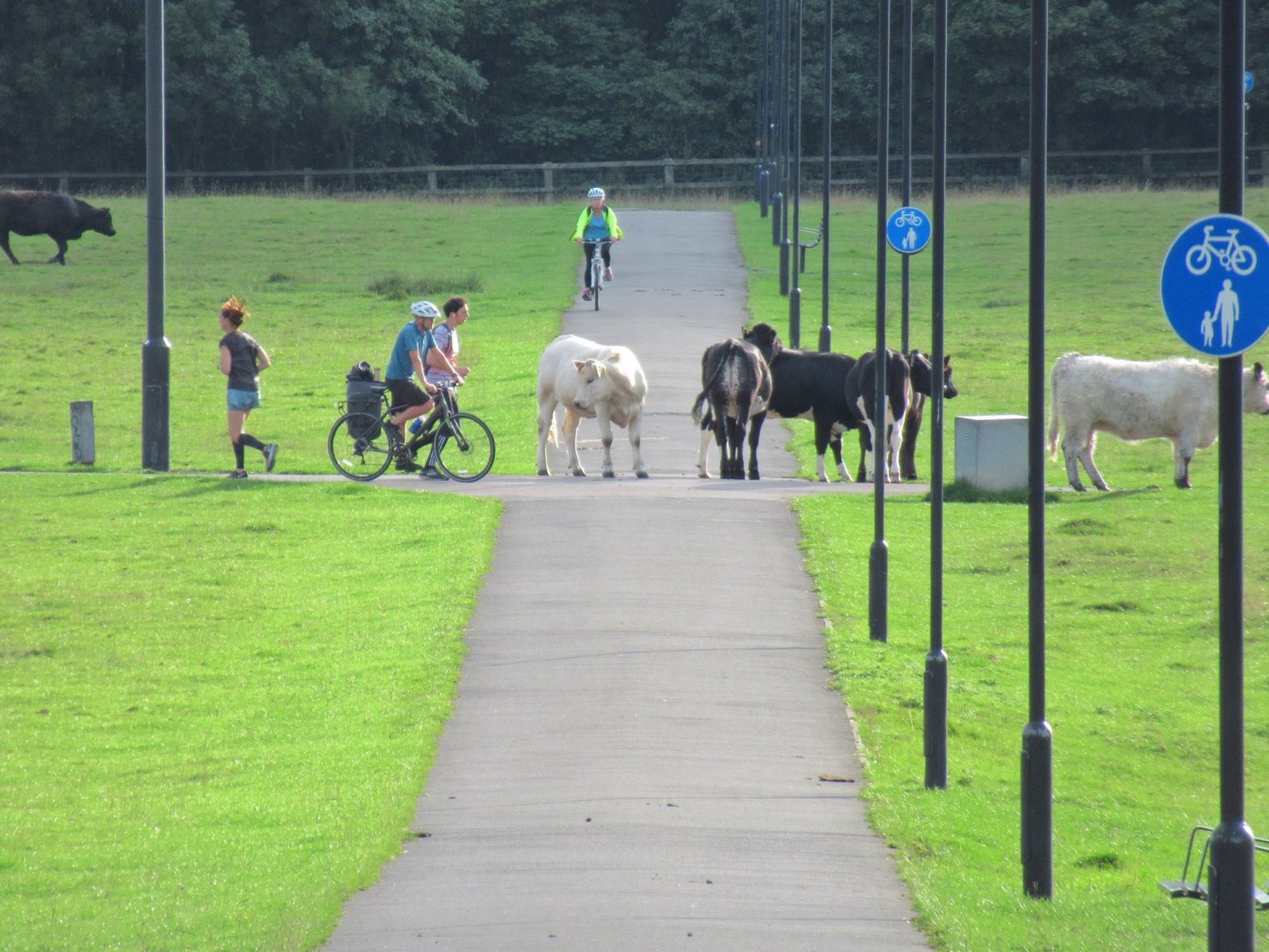 The Town Moor - Newcastle Heritage